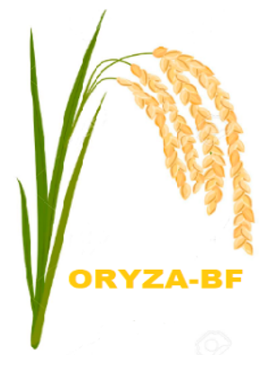 ORYZA-BF